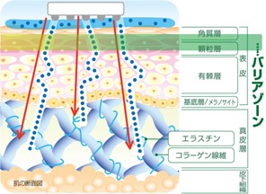 エレクトロポレーションの仕組み